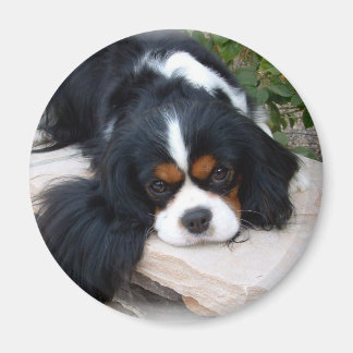 カバリエールキングチャールズスパニエル犬磁石 マグネット