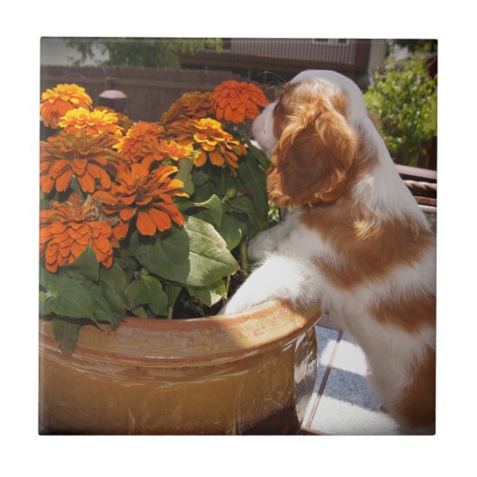 カバリエールキングチャールズスパニエル犬花 タイル (正面)