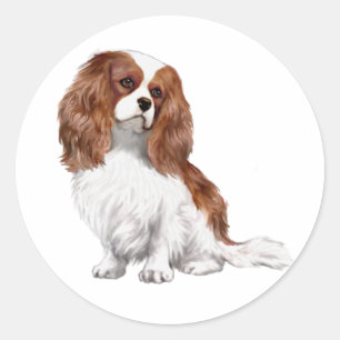 カバリエールキングチャールズスパニエル犬(A) - Blenheim 1 ラウンドシール