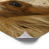 カバリヤキングチャーリースパニエル犬プリント ポスター (角)