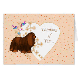 カバリヤキングチャールズスパニエル犬