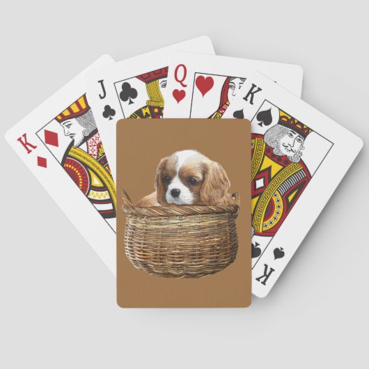 カバリヤキングチャールズスパニエル犬 トランプ (裏面)