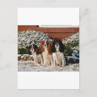 カバリヤキングチャールズスパニエル犬 ポストカード