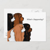 カバリヤキングチャールズスパニエル犬 ポストカード (正面/裏面)