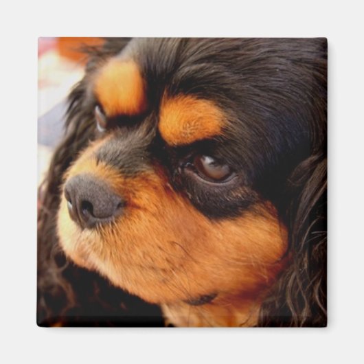 カバリヤキングチャールズスパニエル犬 マグネット (正面)
