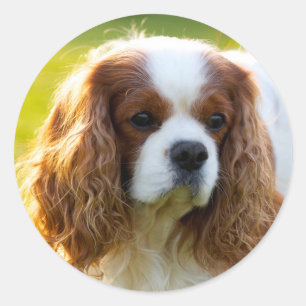 カバリヤキングチャールズスパニエル犬 ラウンドシール