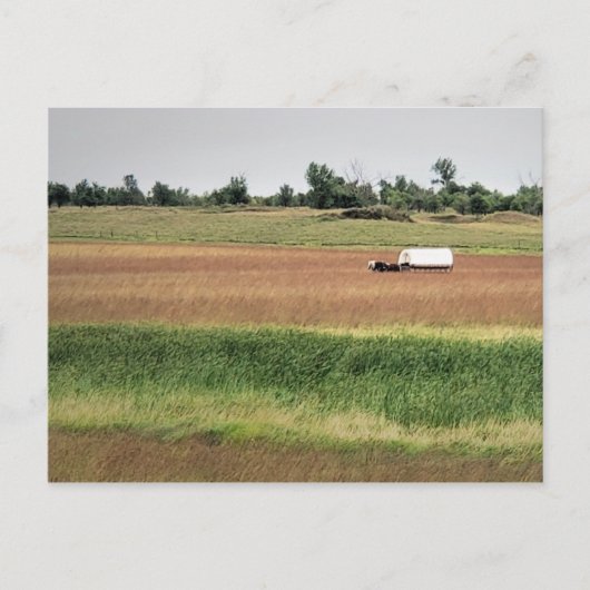 カバードワゴンアットローラインゴールズワイルダーホームステッド ポストカード (正面)