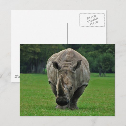 カバ葉書 ポストカード (正面/裏面)