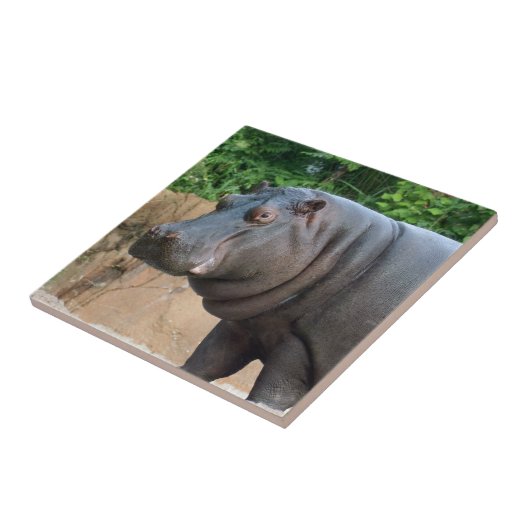 カバ6 タイル (側面)