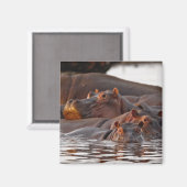 カバ，カバ，両生類，湖 マグネット (正面/裏面)