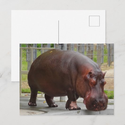 カバ#2ハガキ ポストカード (正面/裏面)