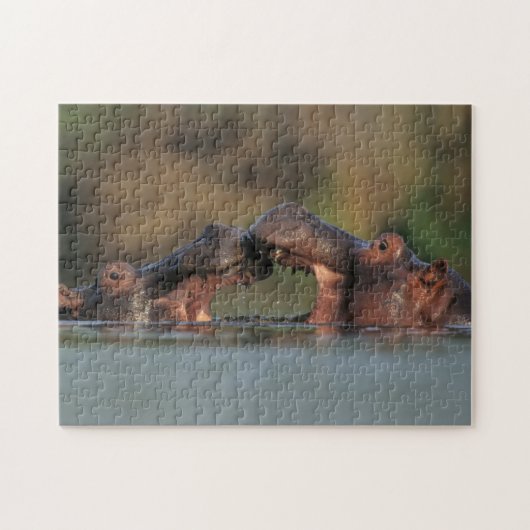 カバ（Hippopotamus Amphibius）のレスリング ジグソーパズル (横)