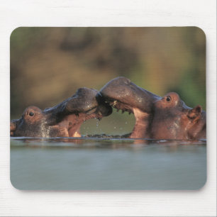 カバ(Hippopotamus Amphibius)のレスリング マウスパッド