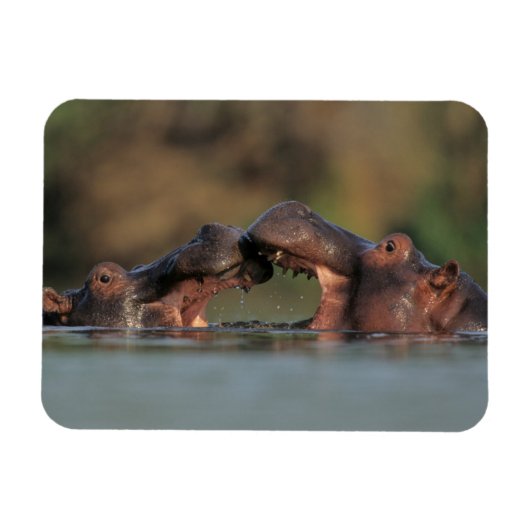 カバ（Hippopotamus Amphibius）のレスリング マグネット (横)