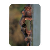 カバ（Hippopotamus Amphibius）のレスリング マグネット (縦)