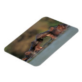 カバ（Hippopotamus Amphibius）のレスリング マグネット (左側)