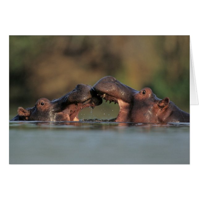 カバ（Hippopotamus Amphibius）レスリング (正面横)