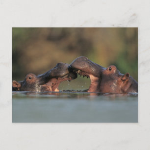 カバ(Hippopotamus Amphibius)レスリング ポストカード
