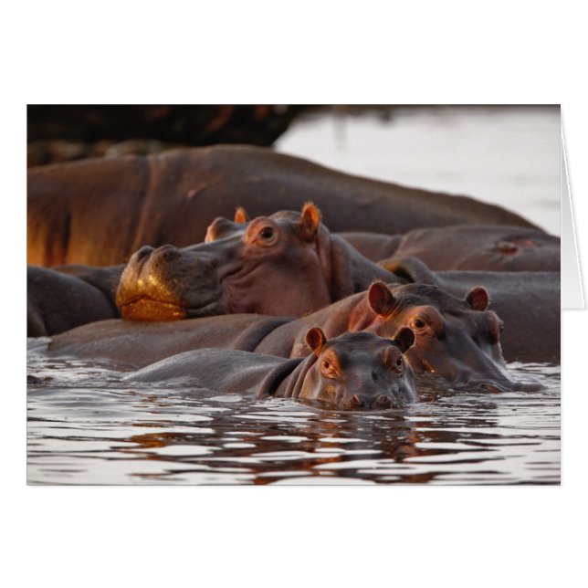 カバ, Hippopotamus amphibius, 湖 (正面横)