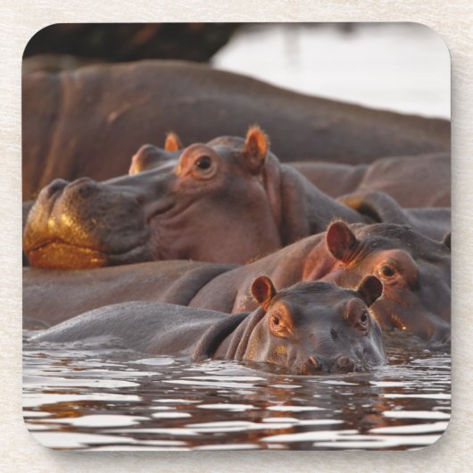 カバ, Hippopotamus amphibius, 湖 コースター (正面)