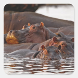 カバ, Hippopotamus amphibius, 湖 スクエアシール