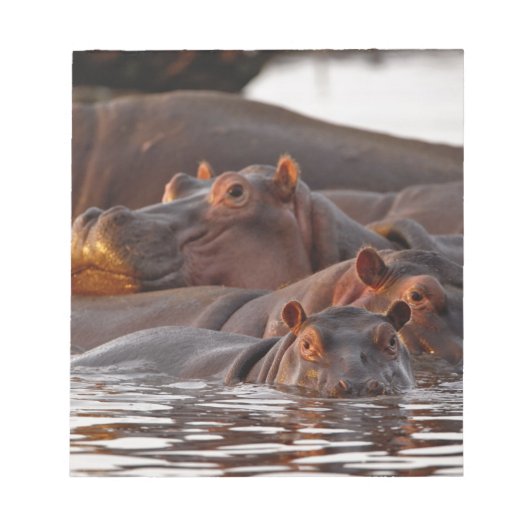 カバ, Hippopotamus amphibius, 湖 ノートパッド (正面)