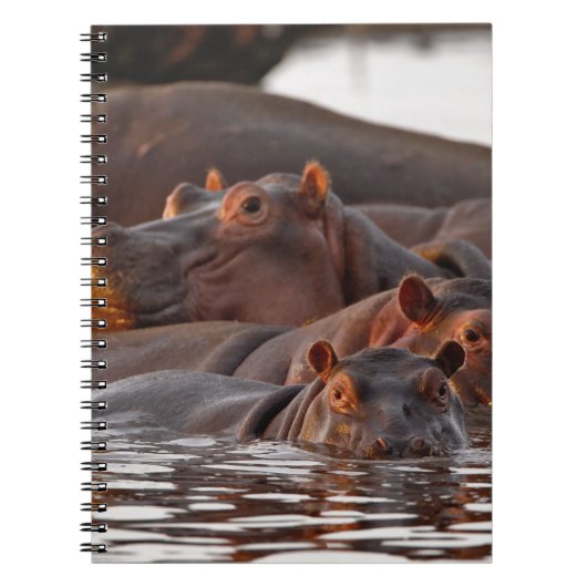 カバ, Hippopotamus amphibius, 湖 ノートブック (正面)