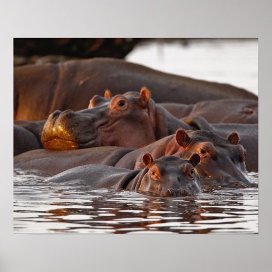 カバ, Hippopotamus amphibius, 湖 ポスター (正面)