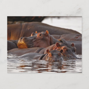 カバ, Hippopotamus amphibius, 湖 ポストカード