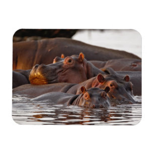 カバ, Hippopotamus amphibius, 湖 マグネット