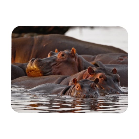 カバ, Hippopotamus amphibius, 湖 マグネット (横)