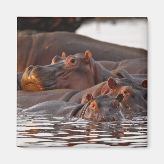 カバ, Hippopotamus amphibius, 湖 マグネット (正面)