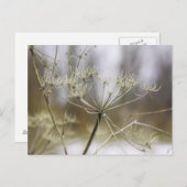 カパセリ葉書 ポストカード (正面/裏面)