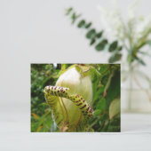 カパネアグランディフローラポストカード ポストカード (スタンド正面)