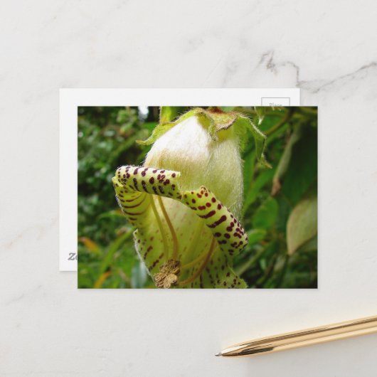 カパネアグランディフローラポストカード ポストカード (正面/裏面インサイチュ)