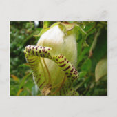 カパネアグランディフローラポストカード ポストカード (正面)