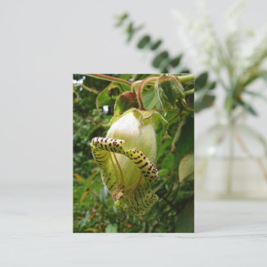 カパネアグランディフローラ ポストカード (スタンド正面)