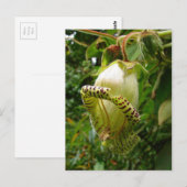 カパネアグランディフローラ ポストカード (正面/裏面)