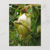 カパネアグランディフローラ ポストカード (正面)