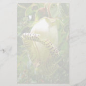 カパネアグランディフローラ 便箋 (正面)