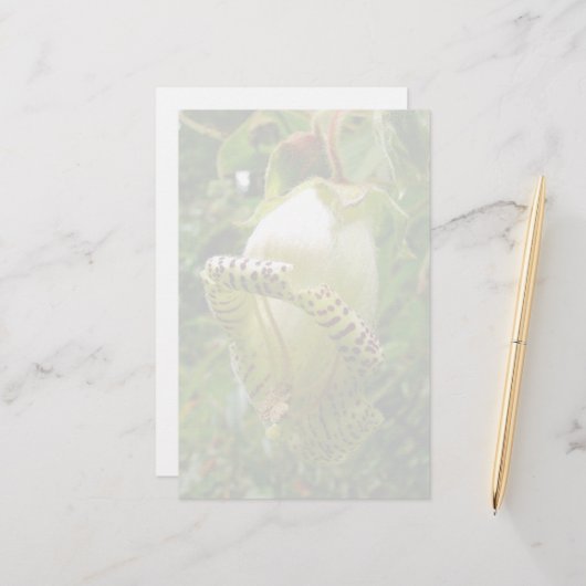 カパネアグランディフローラ 便箋 (正面/裏面インサイチュ)