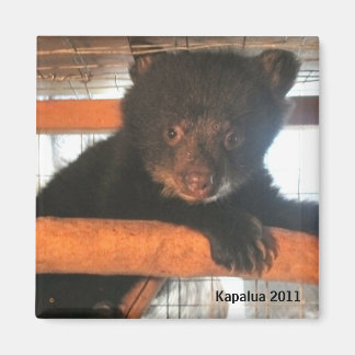 カパルア2011磁石 マグネット