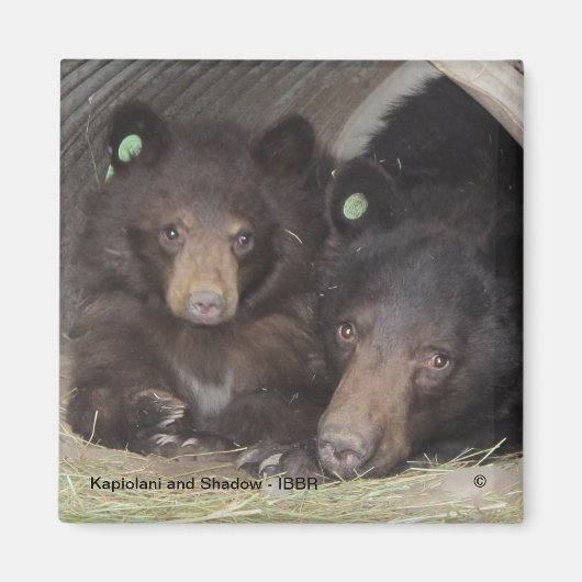 カピオラニとシャドー – 角磁石 マグネット (正面)