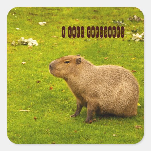 カピバラが好き ステッカー (正面)