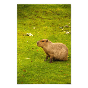 カピバラの写真プリント フォトプリント