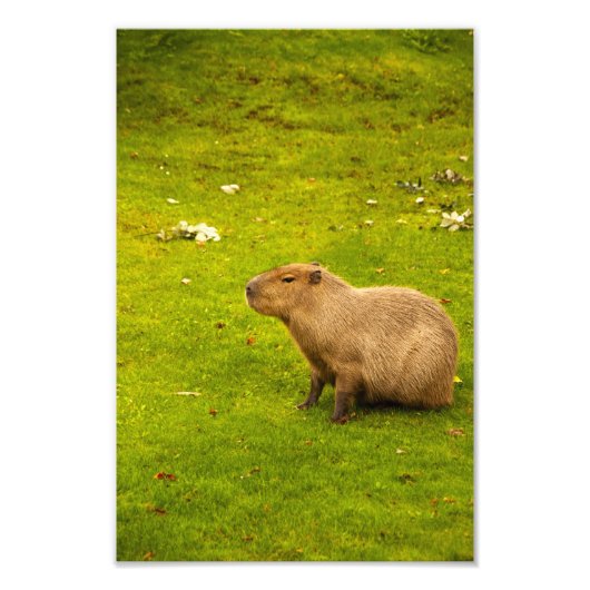 カピバラの写真プリント フォトプリント            (正面)