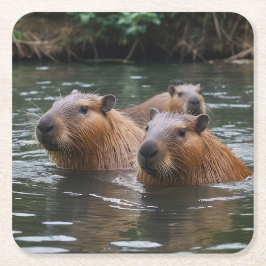 カピバラの川の泳ぎっぷり、 スクエアペーパーコースター (正面)