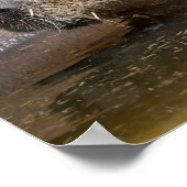 カピバラの水 ポスター (角)