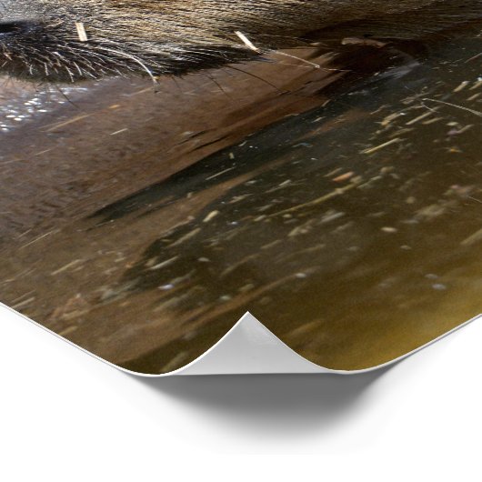 カピバラの水 ポスター (角)