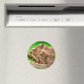 カピバラトリオ マグネット (インサイチュ (食洗機))